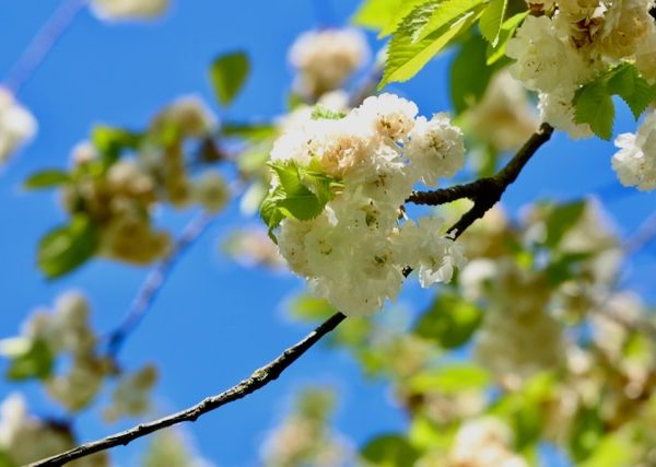 Kirschblütenfest im Hiroshima-Hain 26.04.26